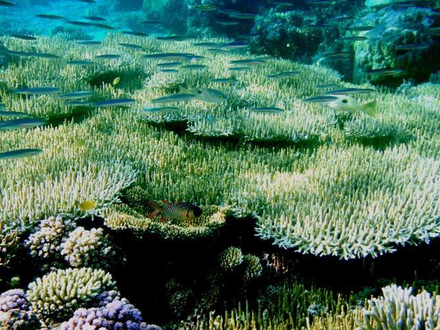 Bolilanga Island Resort - Togean Island Angkayo Buitenkant foto