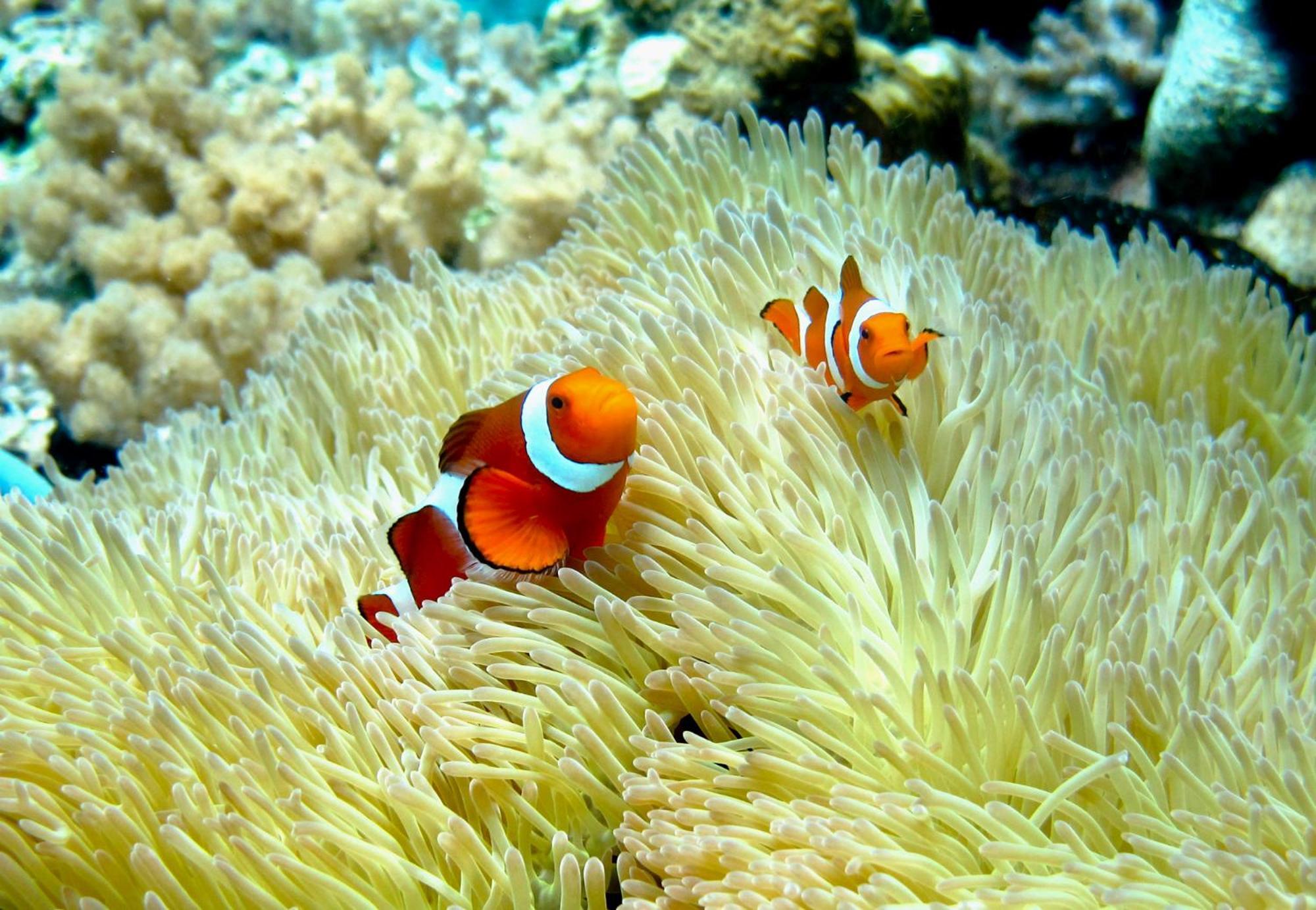 Bolilanga Island Resort - Togean Island Angkayo Buitenkant foto